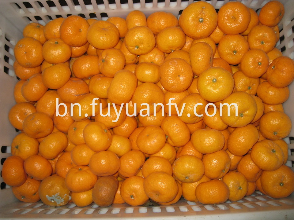 fresh baby mandarin 